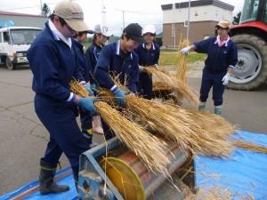 足踏みをしながら脱穀を行う生徒 足踏みをしながら脱穀を行う生徒